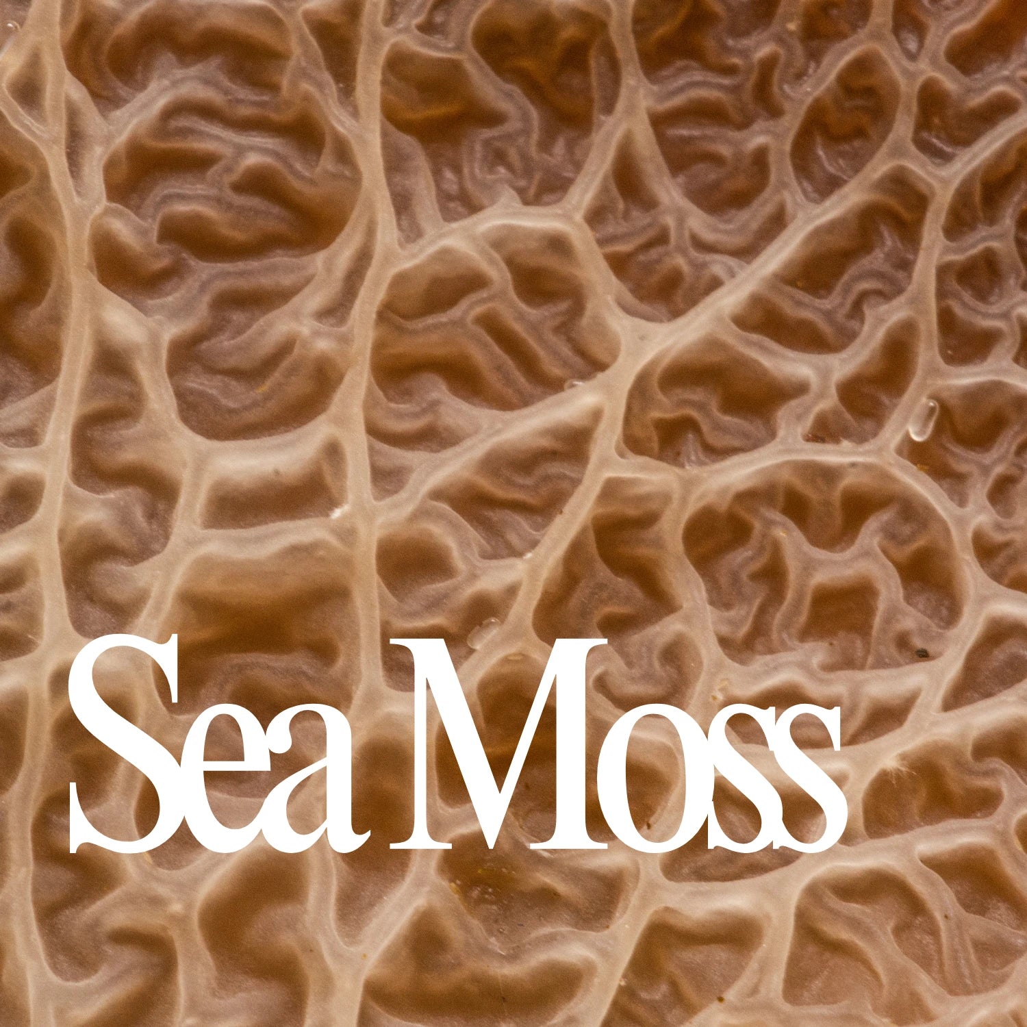 Sea Moss