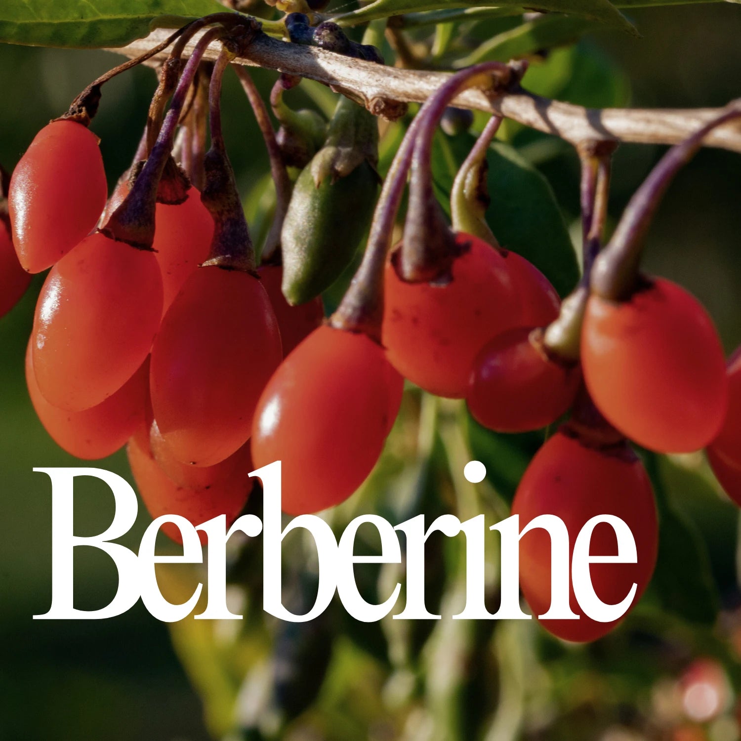 Berberine
