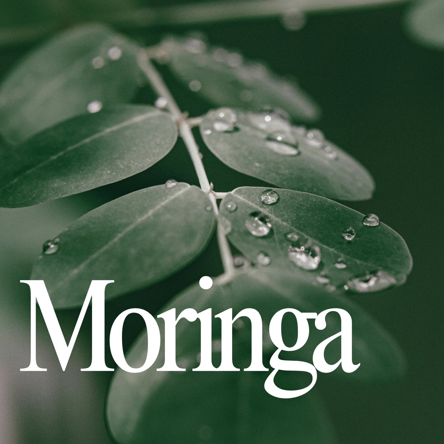 Moringa Leaf