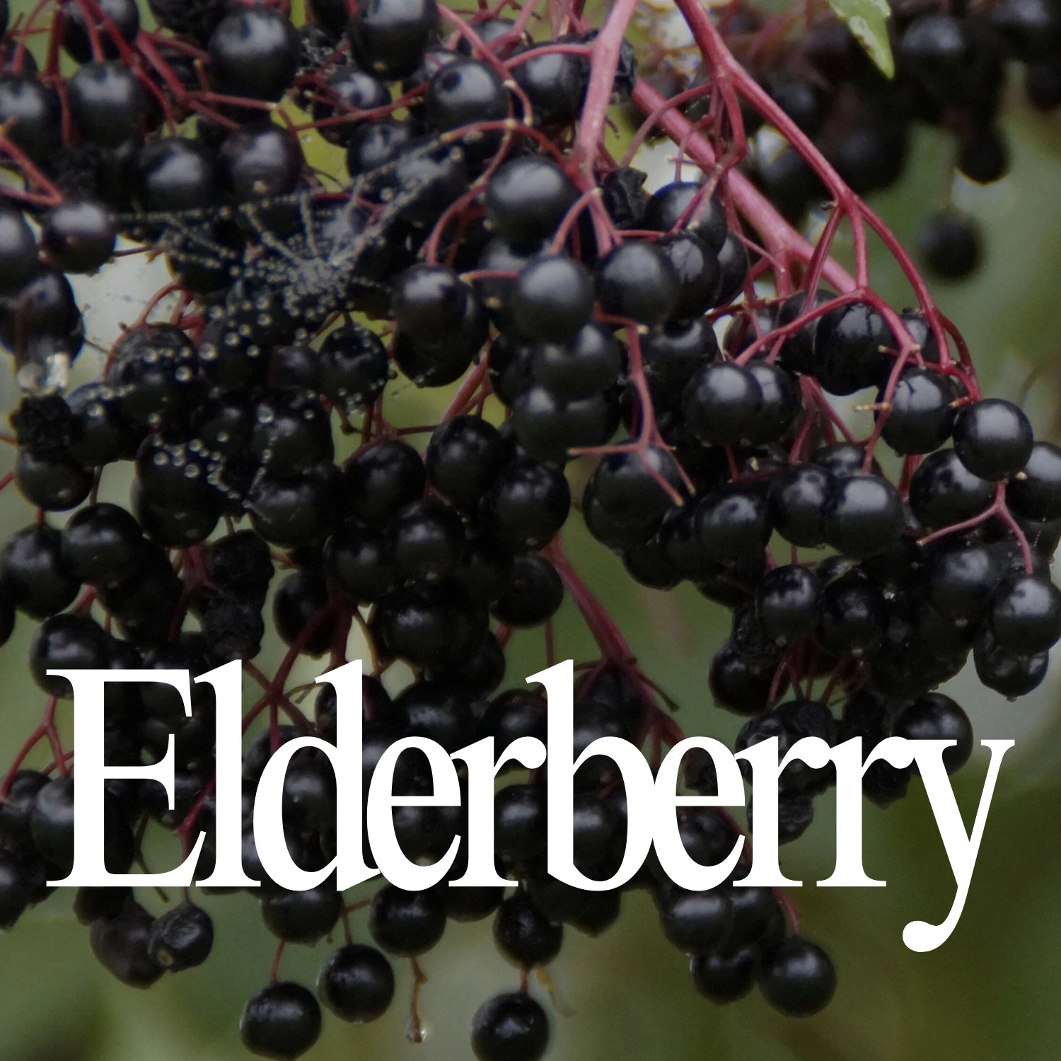 Elderberry