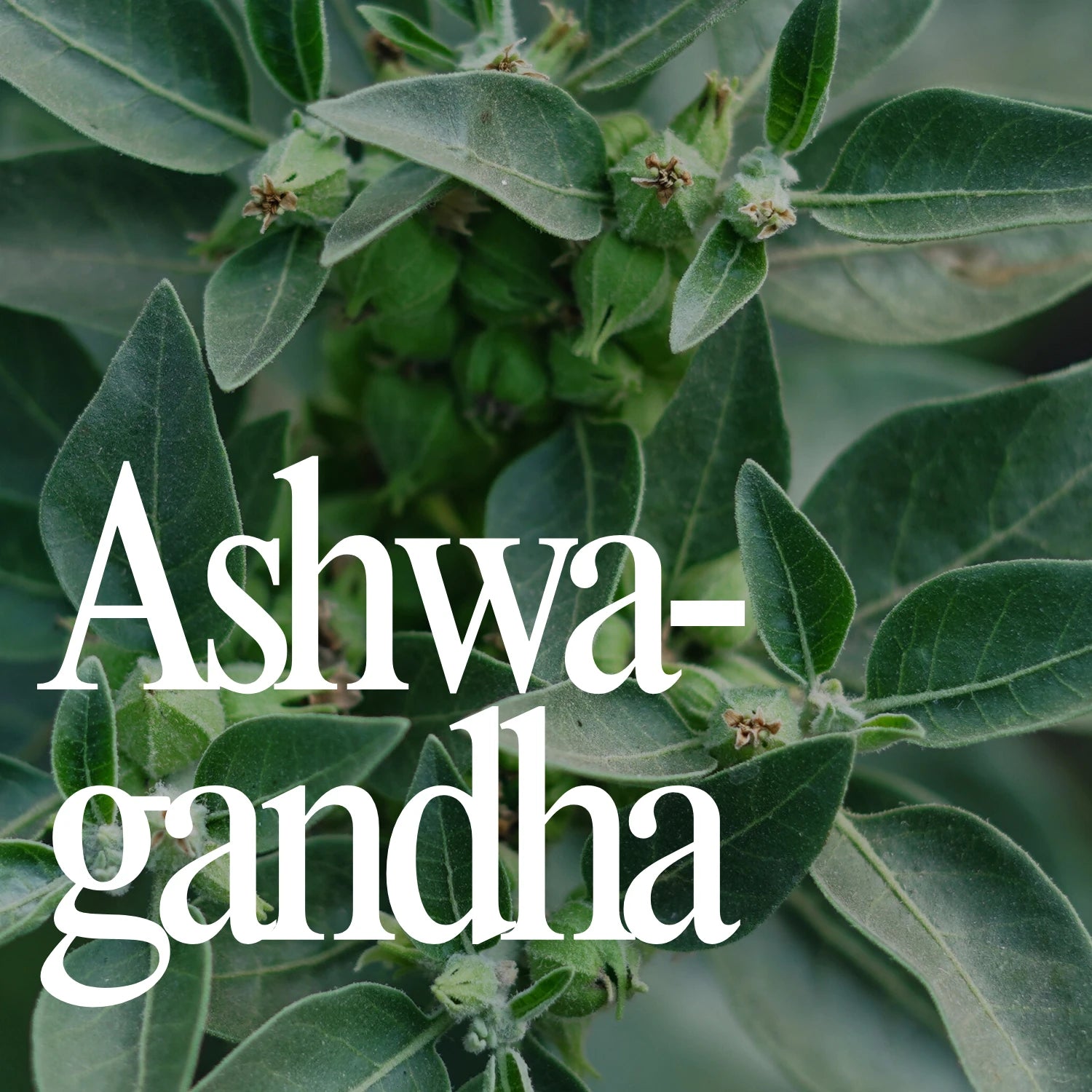 Ashwagandha
